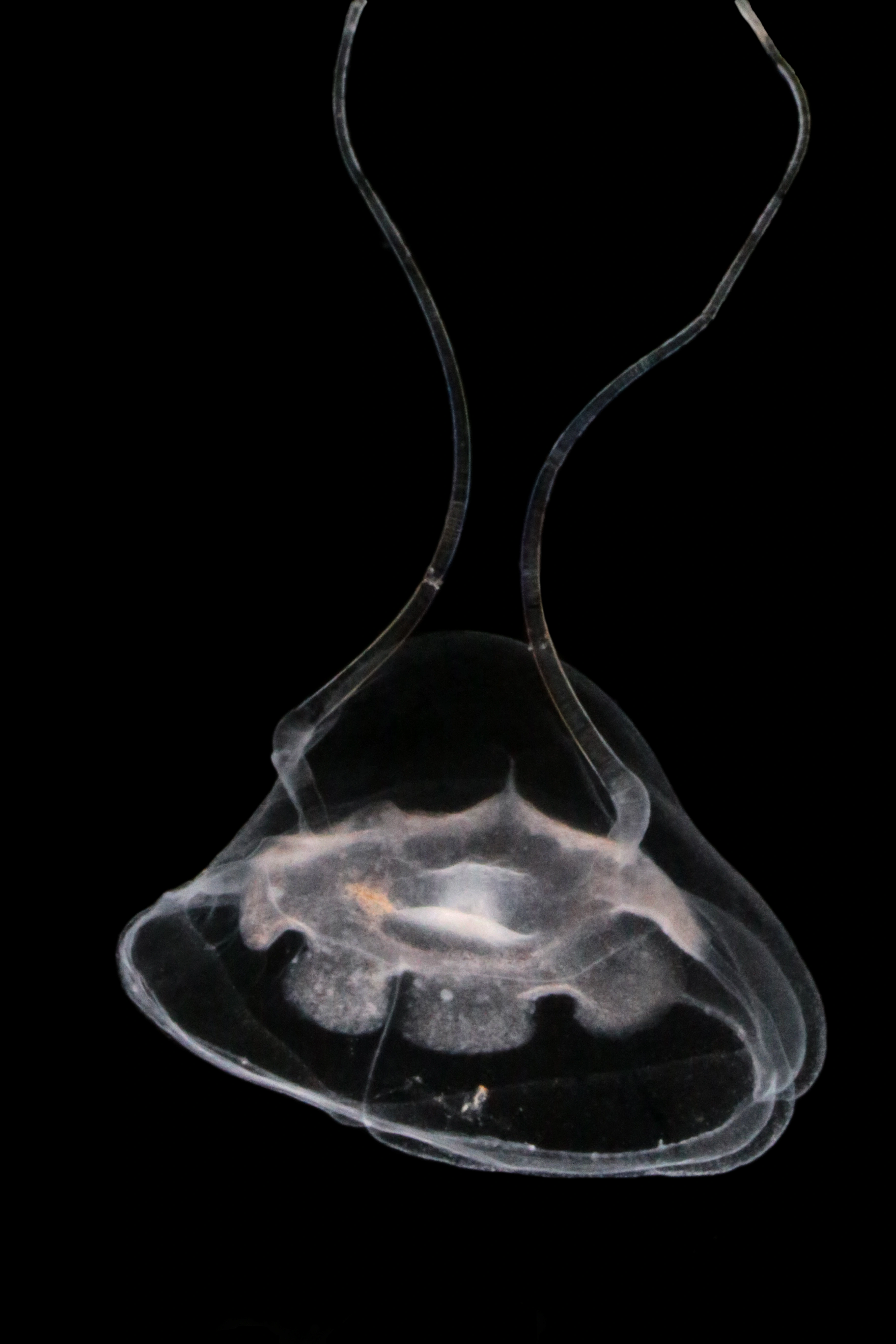 Hydrozoer: Solmundella bitentaculata.