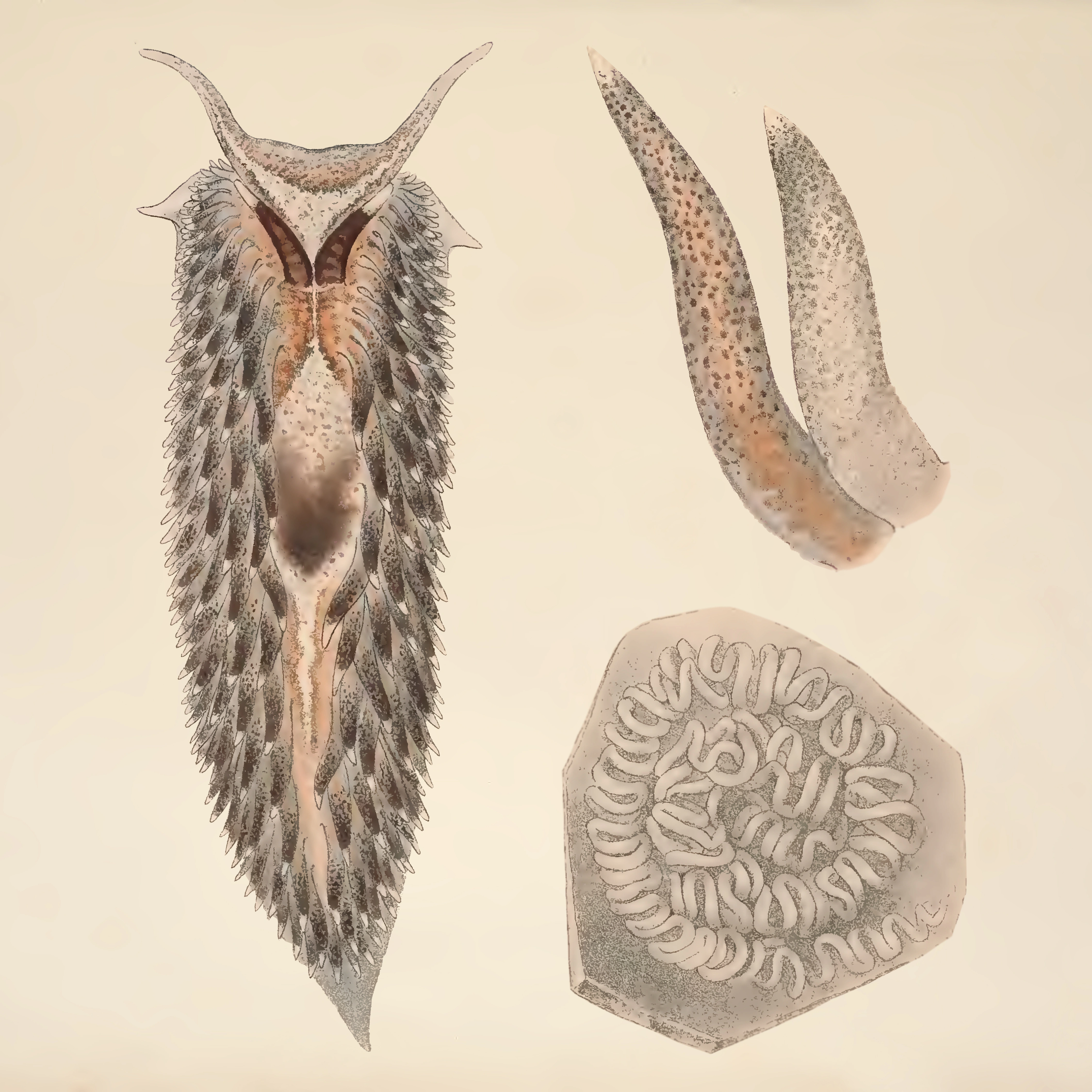Bløtdyr: Aeolidia papillosa.