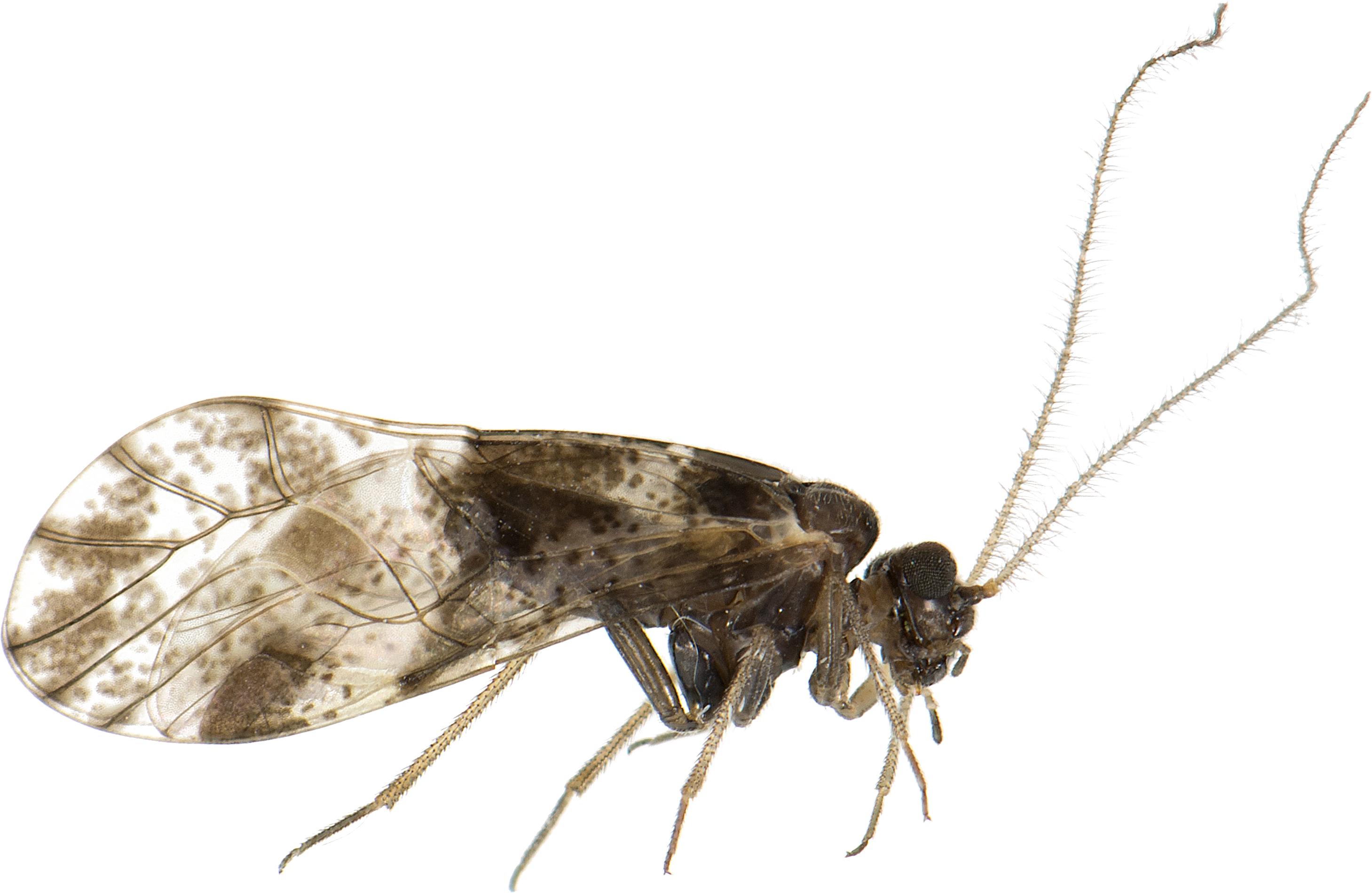 Støvlus: Loensia fasciata.
