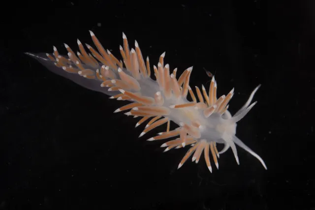 Coryphella browni på sort bakgrunn