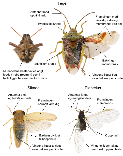 Hemiptera Linnaeus, 1758