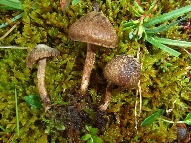 Stilksporesopper: Inosperma geraniodorum.