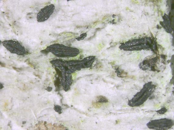 Tykksekksopper: Gloniopsis praelonga.