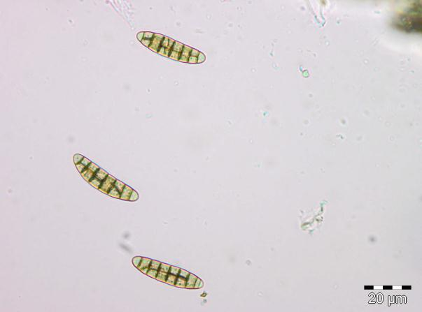 Tykksekksopper: Gloniopsis.
