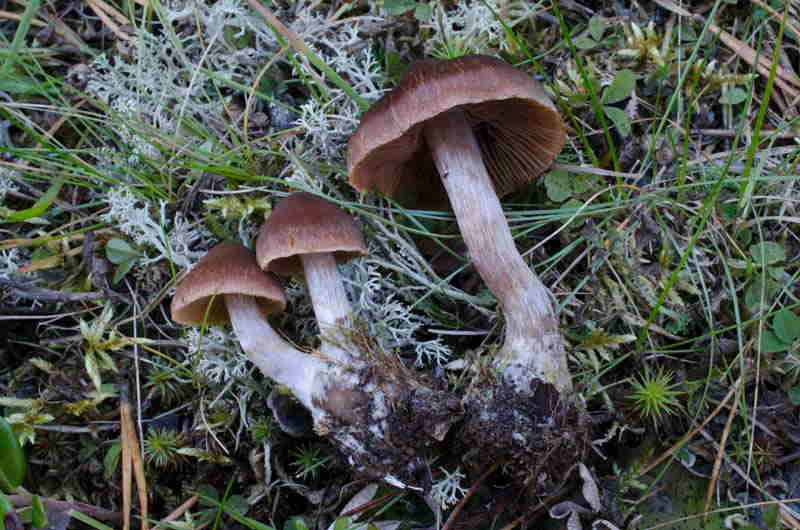 Stilksporesopper: Cortinarius neofurvolaesus.