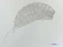 Cephalorhyncher: Centroderes spinosus.