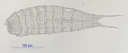 Cephalorhyncher: Echinoderes setiger.
