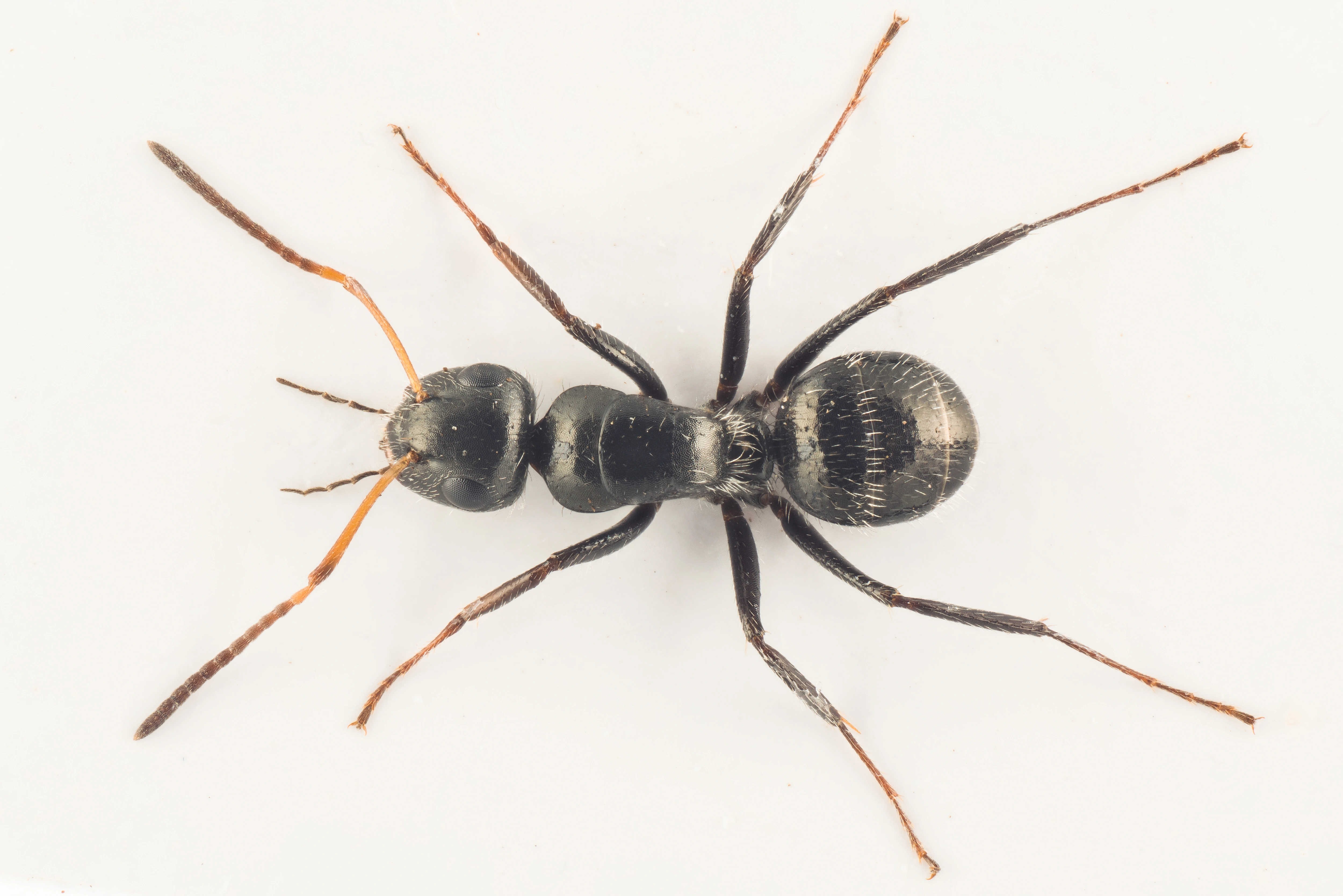 Stilkvepser: Camponotus brevis.