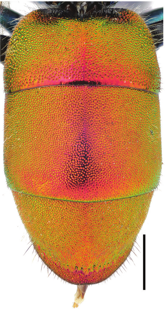 Stilkvepser: Chrysura trimaculata.