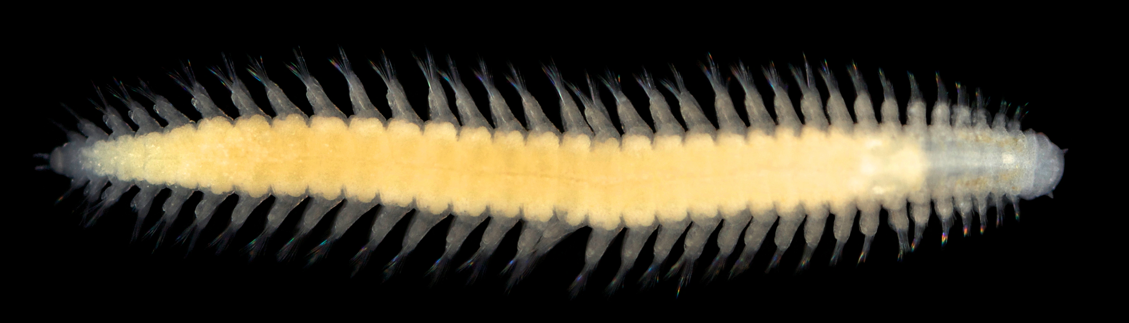 Flerbørstemarker: Lacydonia eliasoni.