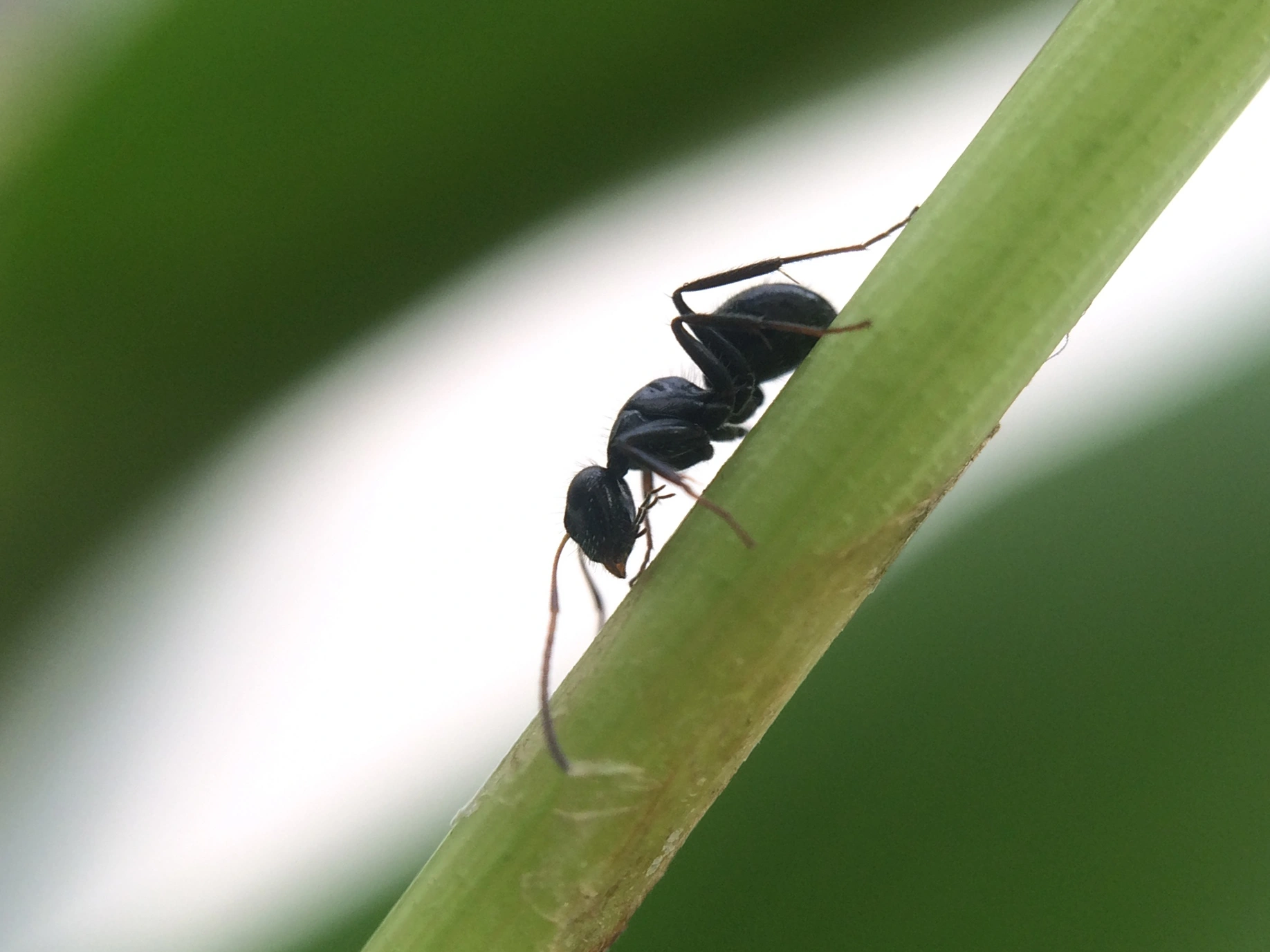 Stilkvepser: Camponotus brevis.