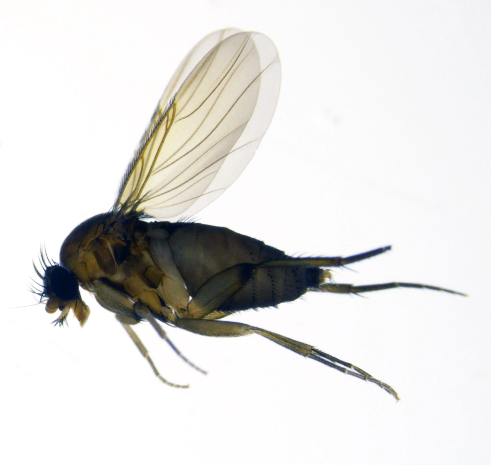 Tovinger: Megaselia ruficornis.