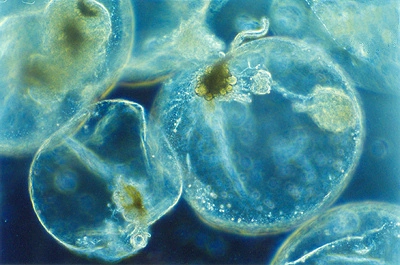Fureflagellater: Noctiluca scintillans.