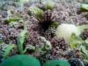 Koralldyr: Cerianthus lloydii.
