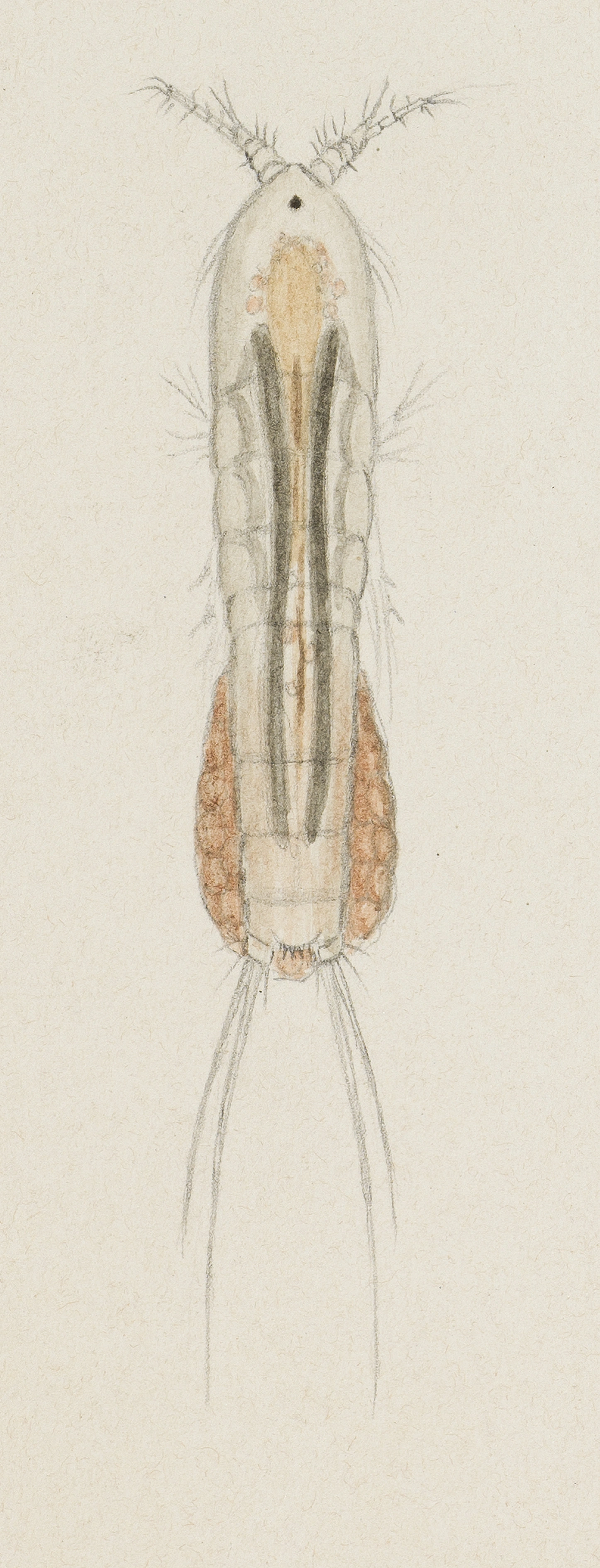 Hoppekreps: Bryocamptus pygmaeus.