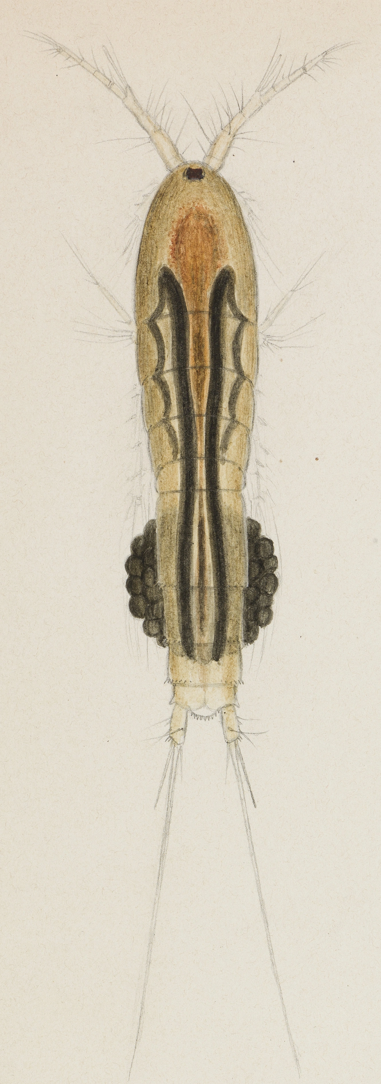Krepsdyr: Canthocamptus staphylinus.