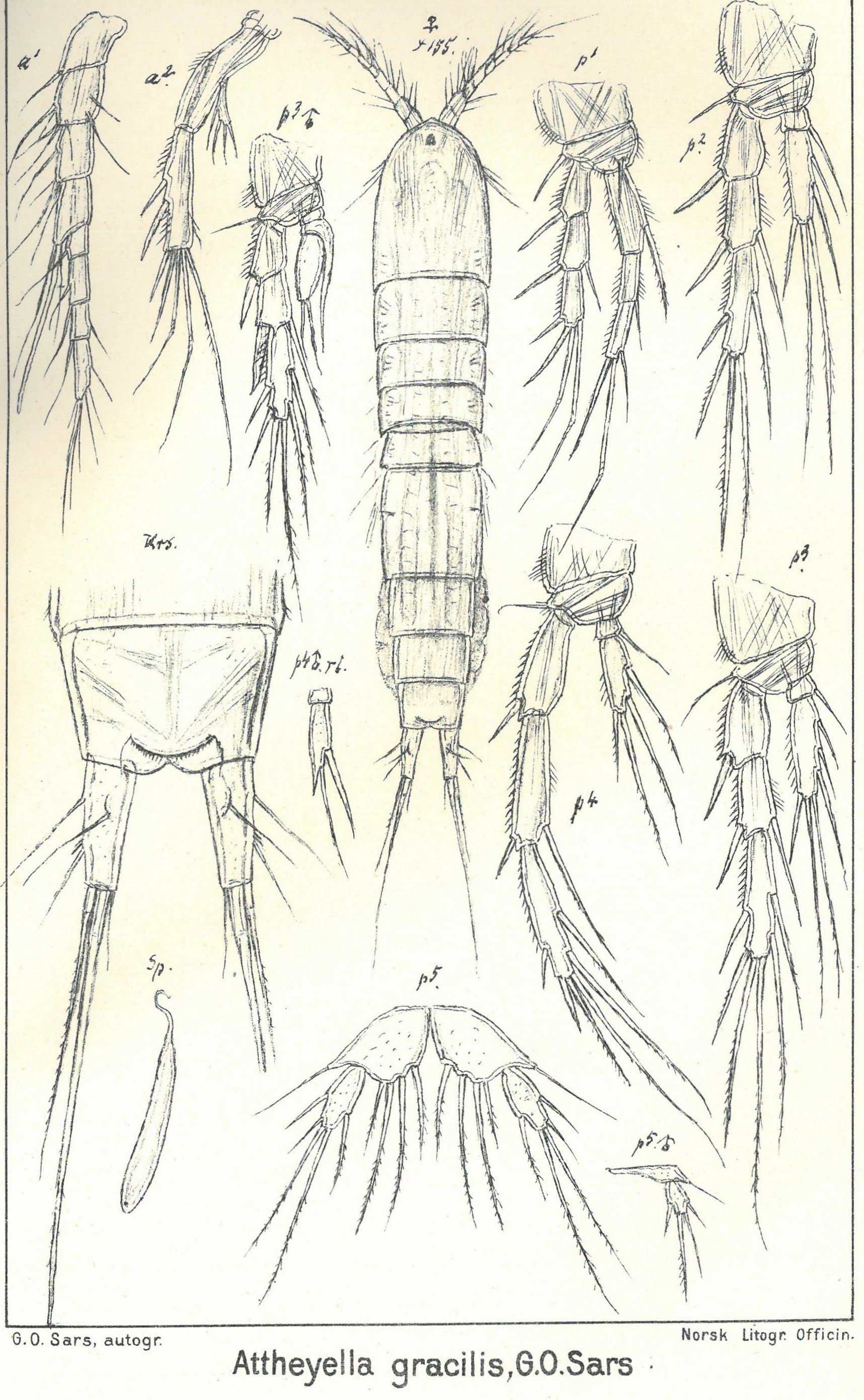 Krepsdyr: Elaphoidella gracilis.
