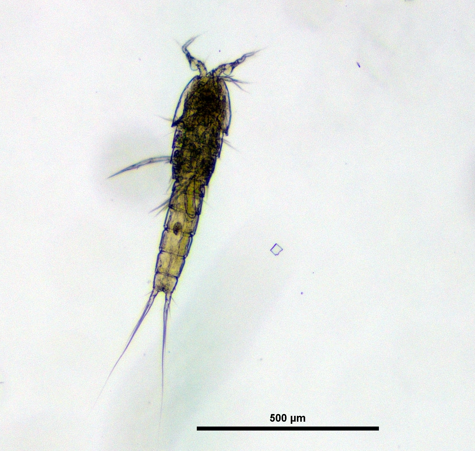 Hoppekreps: Elaphoidella gracilis.