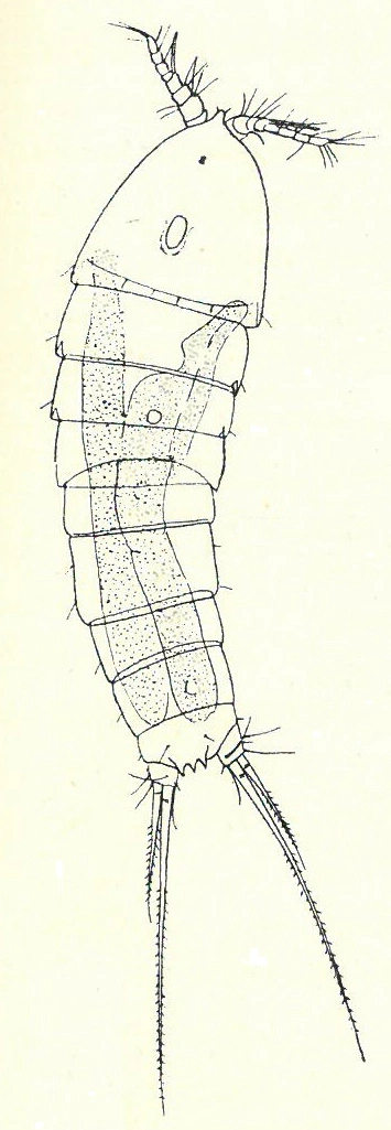 Krepsdyr: Bryocamptus weberi.