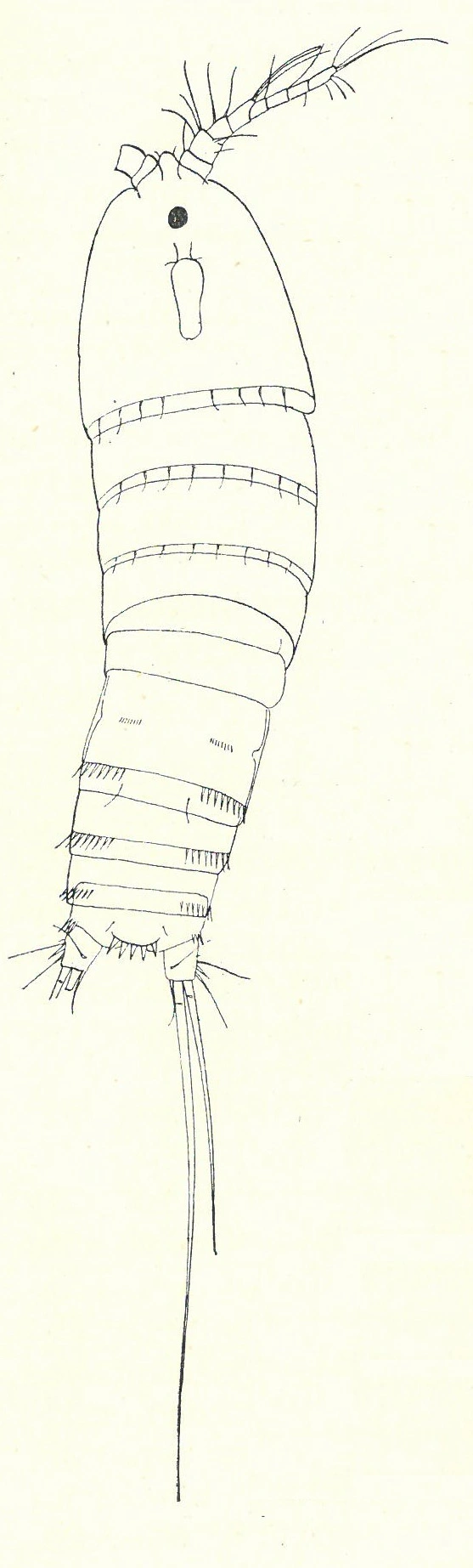 Krepsdyr: Bryocamptus zschokkei.