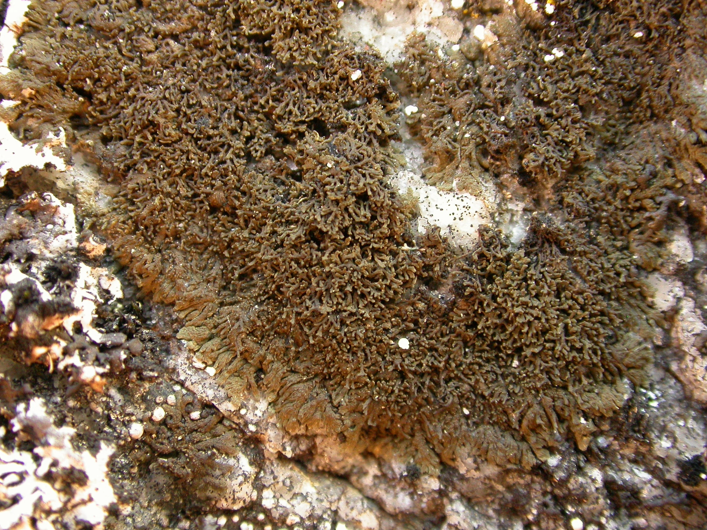 Kantlaver: Vestergrenopsis isidiata.
