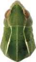 Grønn markgresshoppe.