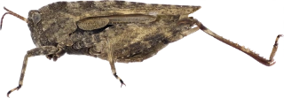 vanlig torngresshoppe