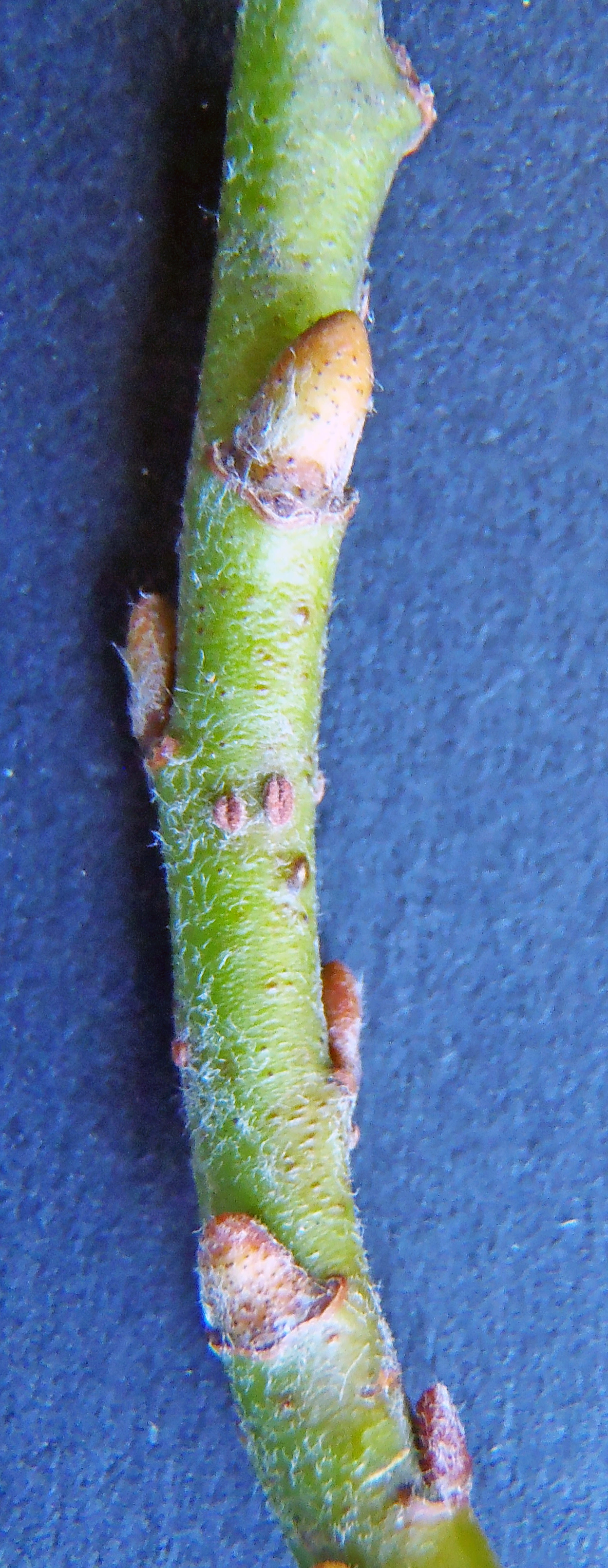Tofrøbladete planter: Salix ×boydii.