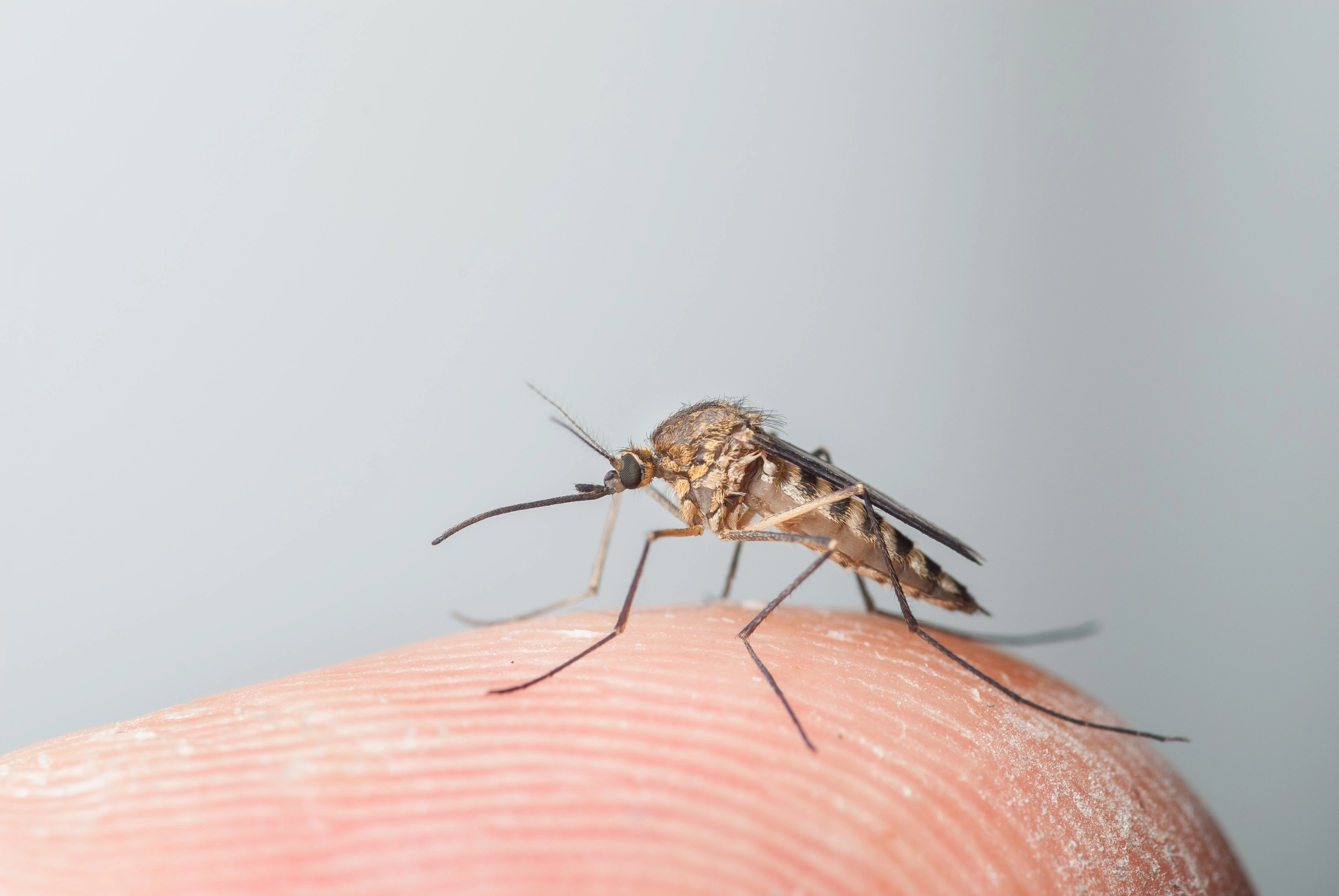 Stikkmygg: Aedes.