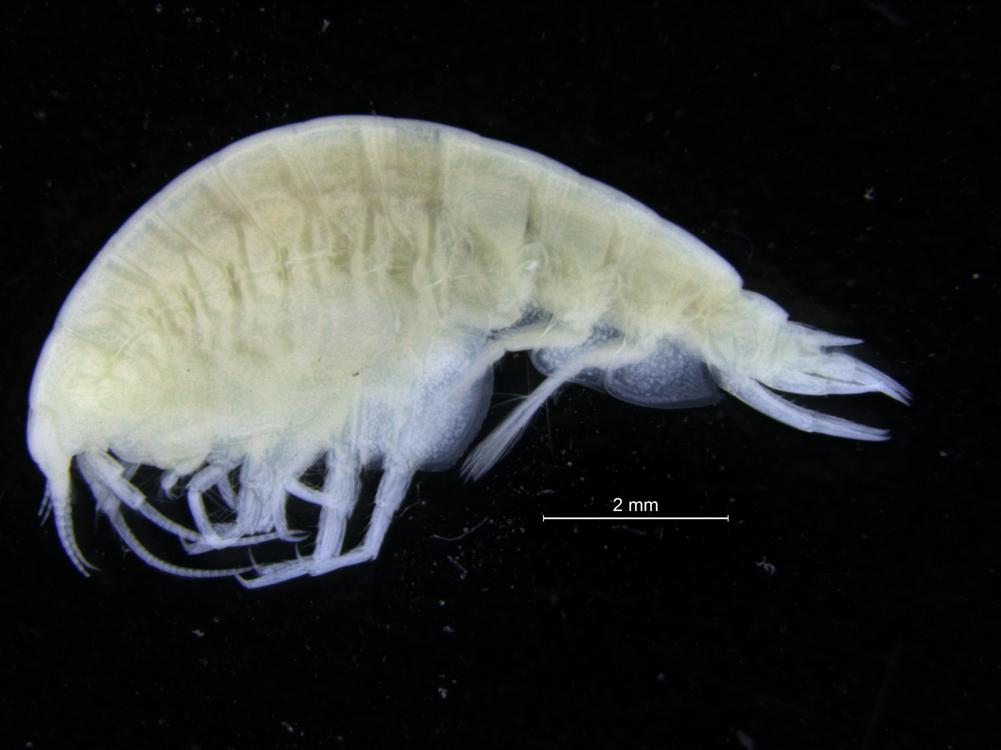 Storkrepser: Tmetonyx cicada.