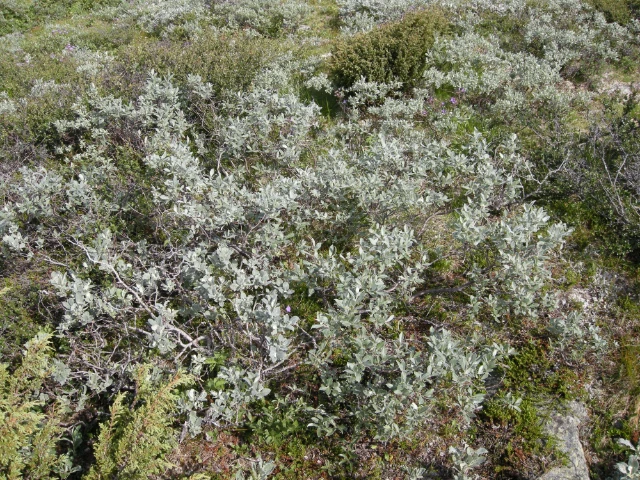 T3-C-14 kalkrik kildepåvirket fjellhei
