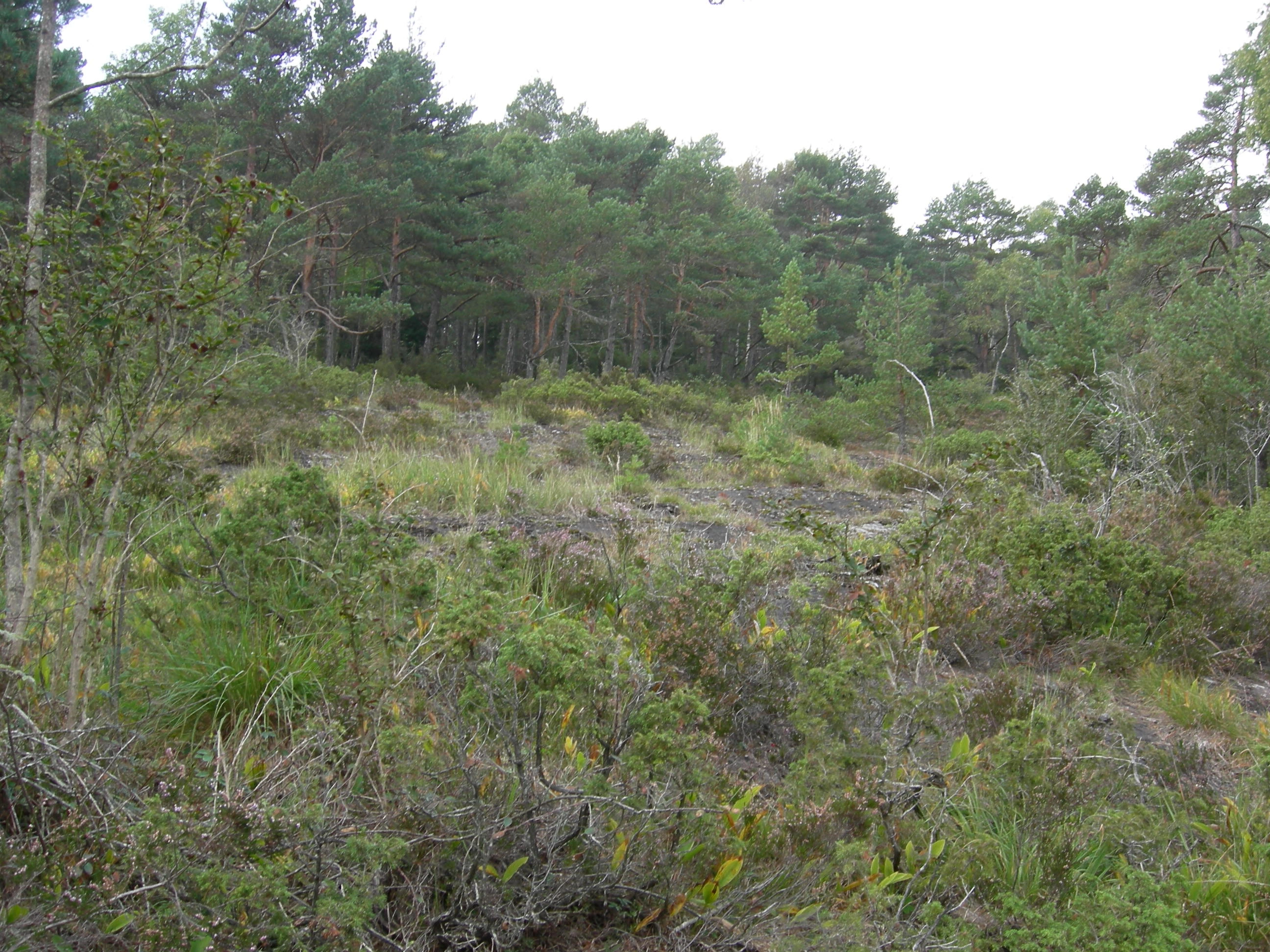 T4-C-20 tørkeutsatt høgstaudeskog.