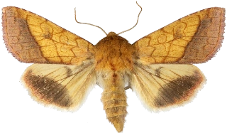 gullfagerfly