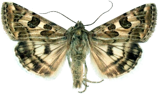 flekkfagerfly