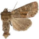 Nattfly: Oligia versicolor.