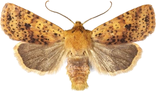 gult flatfly