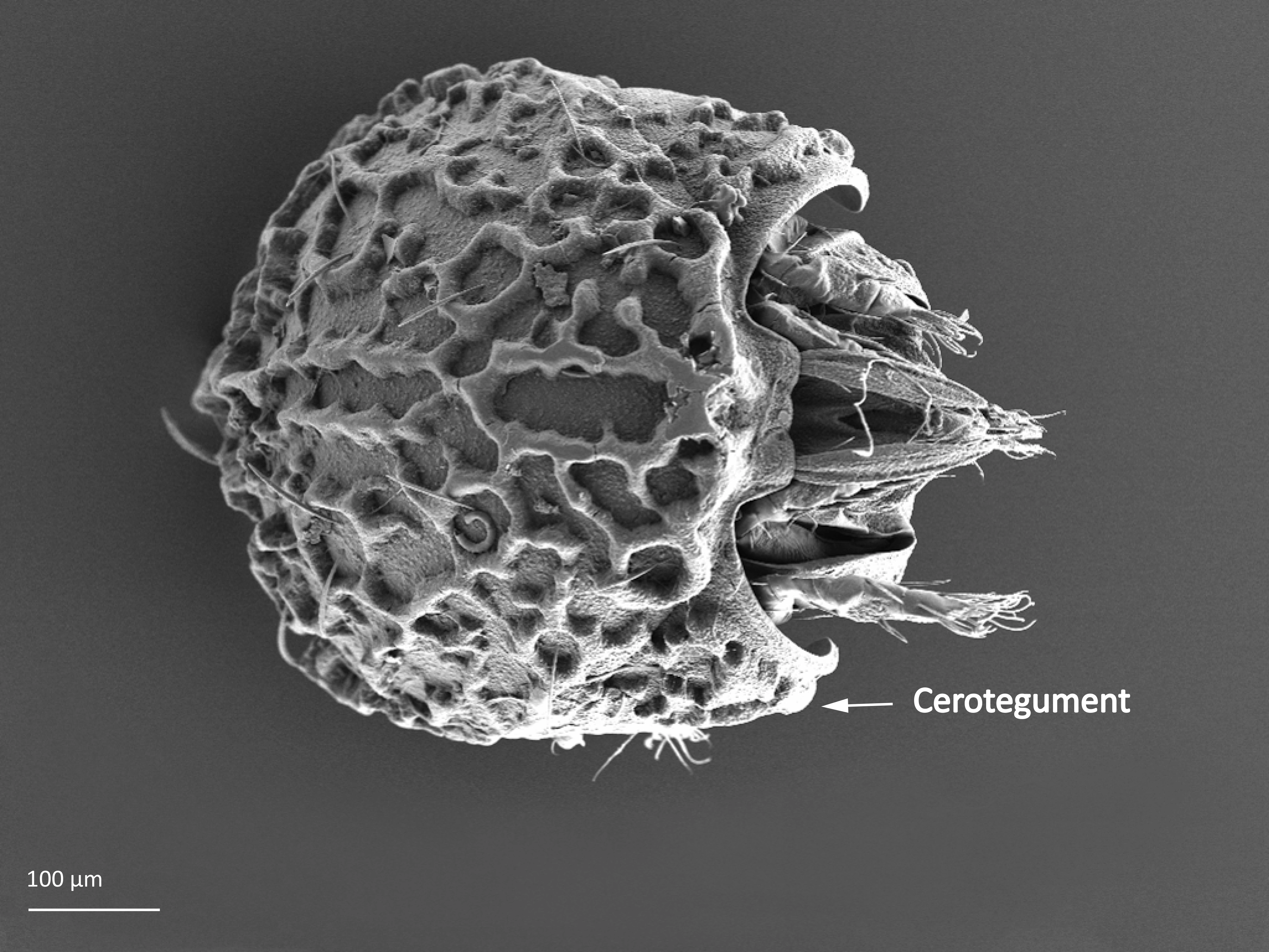 Hornmidder: Eupelops plicatus.