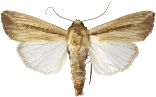 loreygressfly