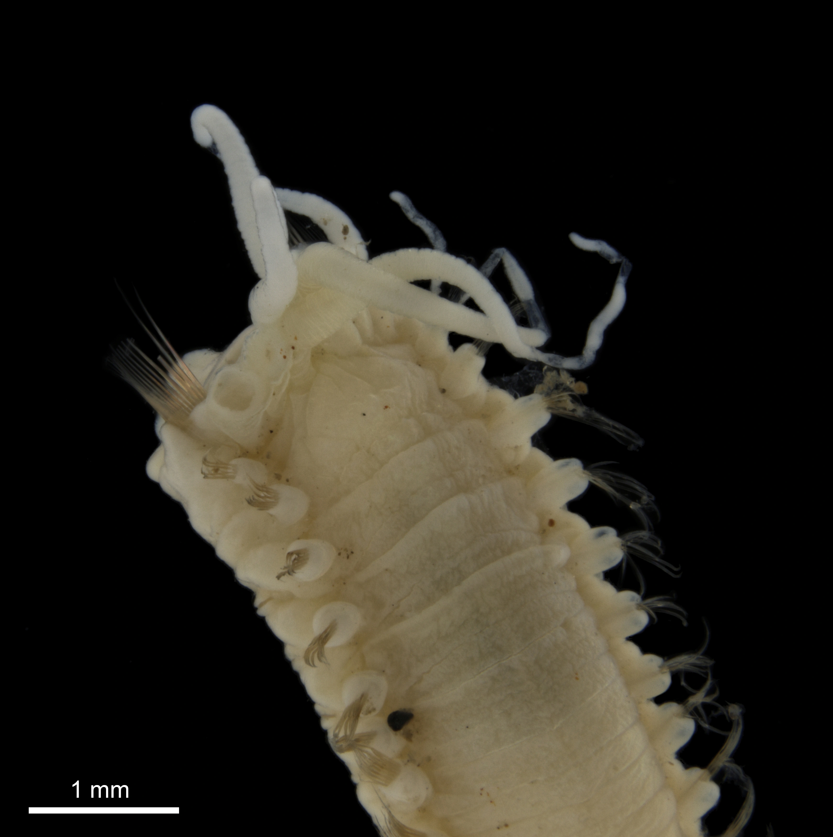 Leddormer: Anobothrus gracilis.