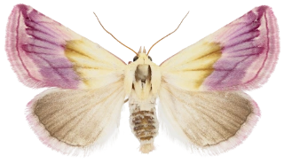 purpurdvergfly