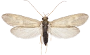Vårfluer: Neureclipsis bimaculata.