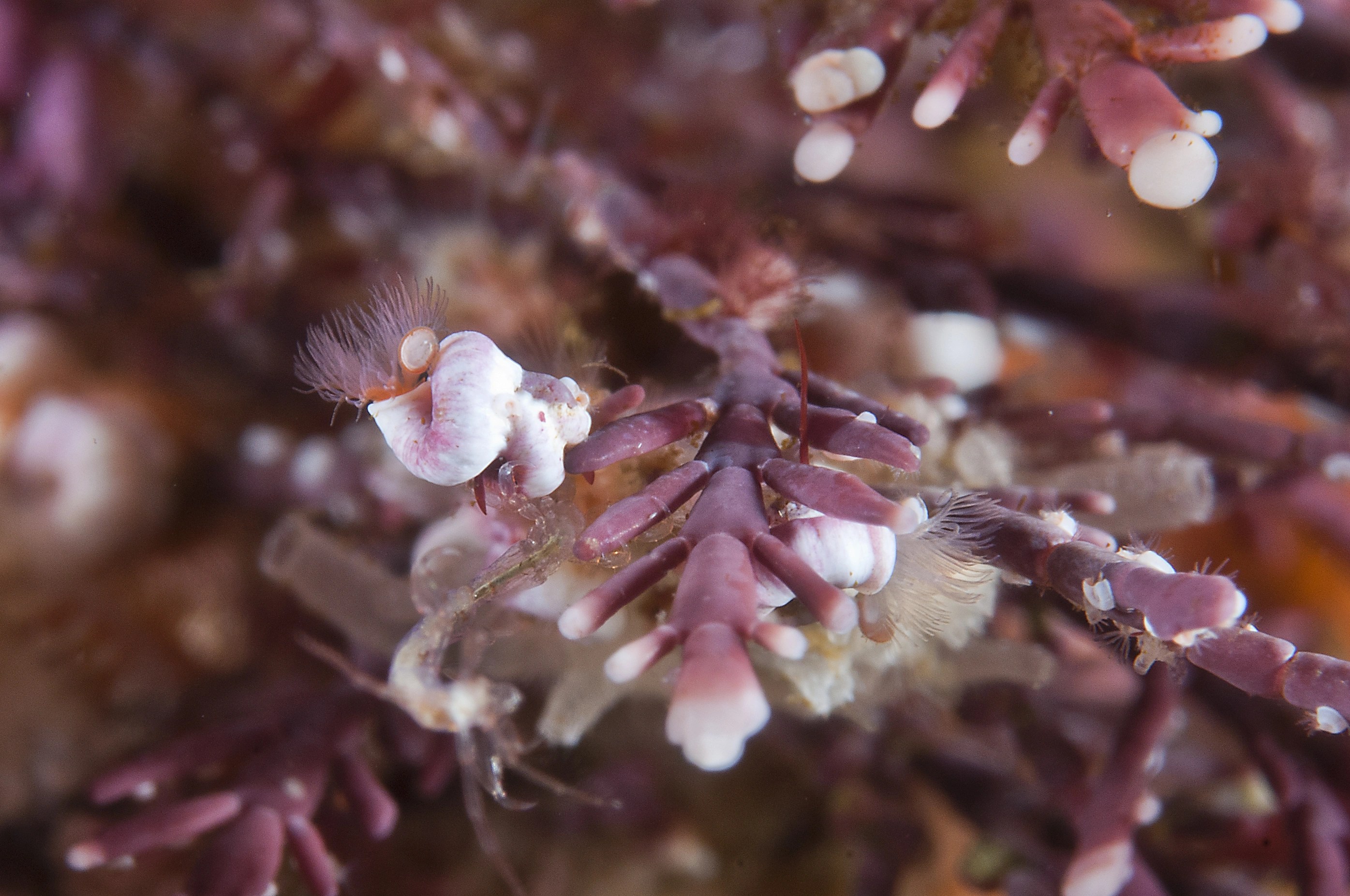 Leddormer: Spirorbis corallinae.