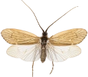 Vårfluer: Anabolia brevipennis.