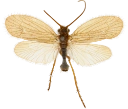 Vårfluer: Chaetopteryx sahlbergi.