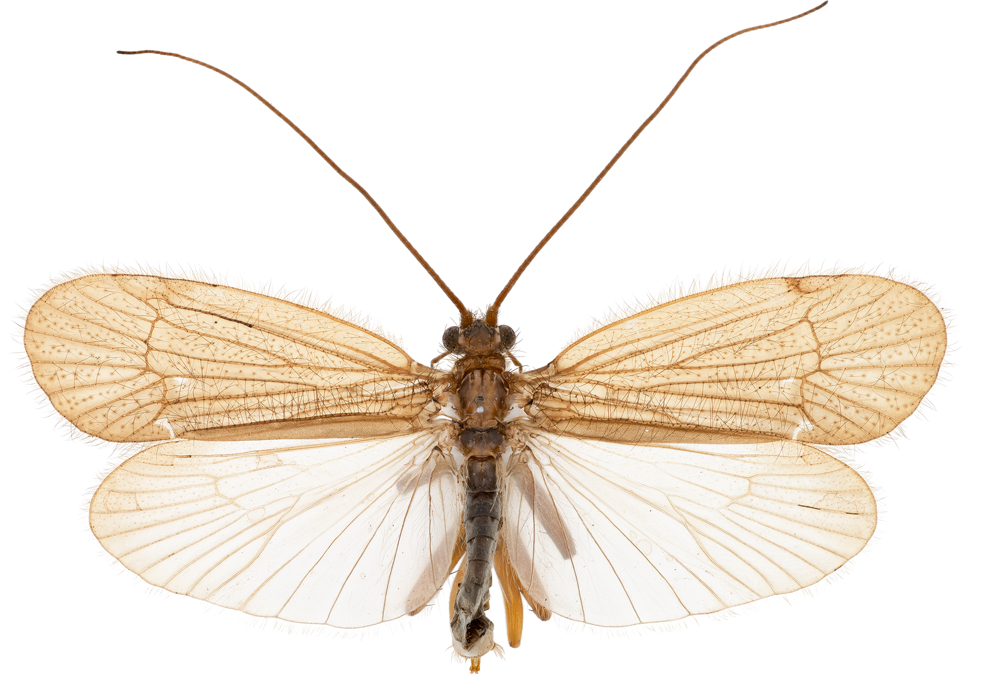 Vårfluer: Chaetopteryx villosa.