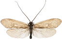 Vårfluer: Ecclisopteryx dalecarlica.