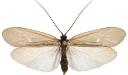 Vårfluer: Potamophylax latipennis.
