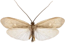 Vårfluer: Potamophylax nigricornis.