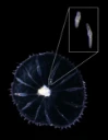 Ikter. Hydrozoer: Halopsis ocellata.