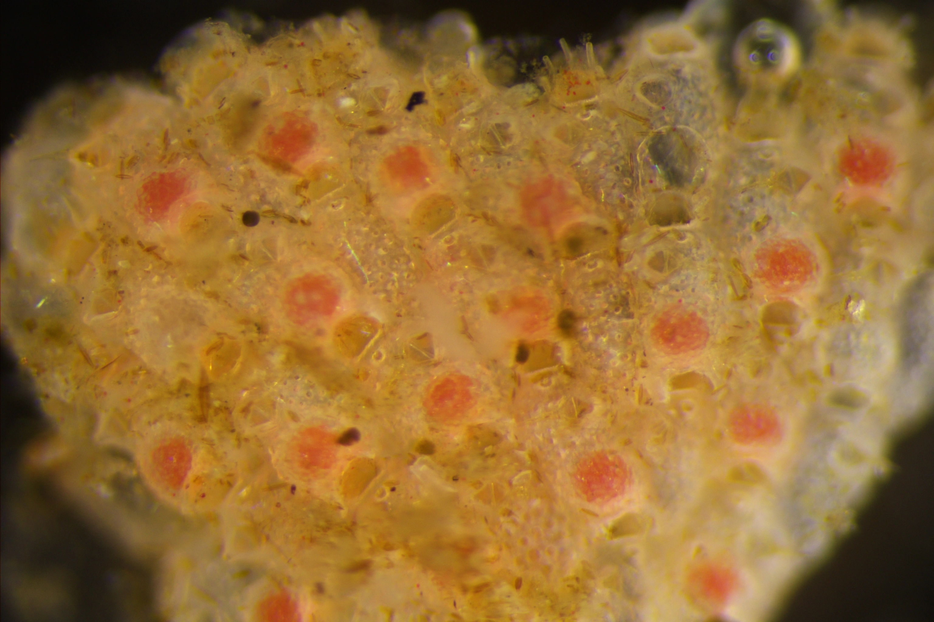 Mosdyr: Microporella ciliata.